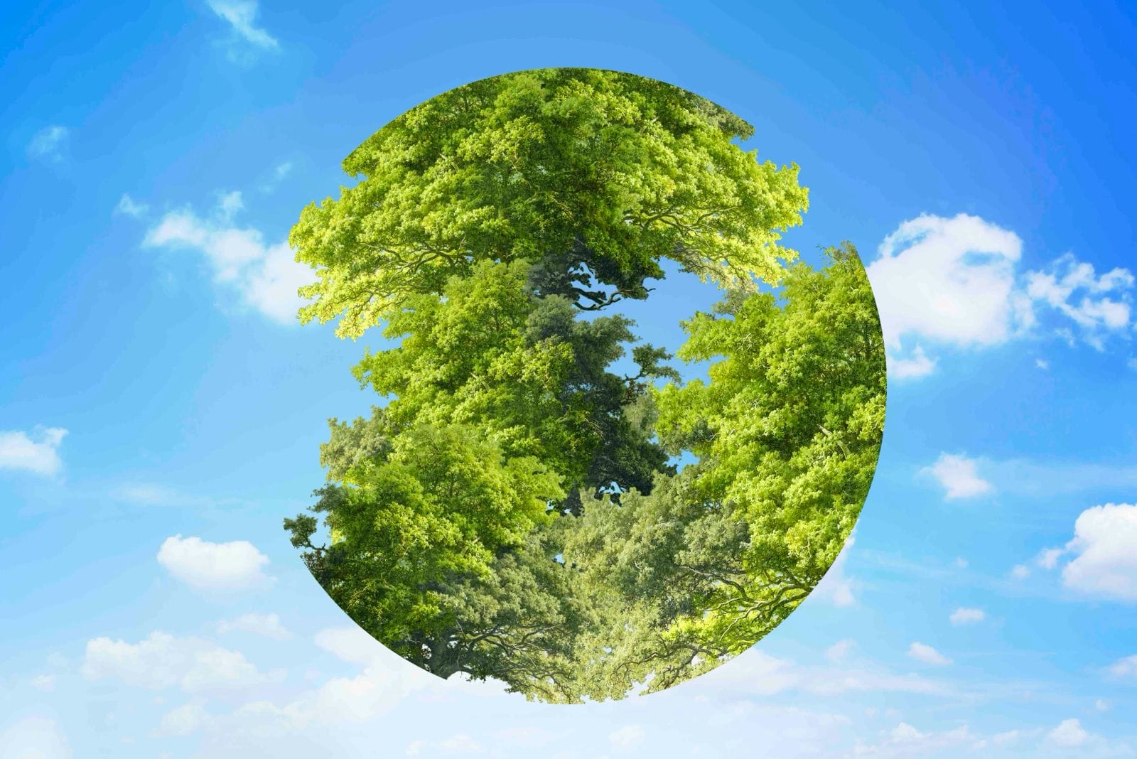 Turkey Green Taxonomy and Environmental Sustainability A globe formed from green trees representing the Turkey Green Taxonomy and environmental sustainability
